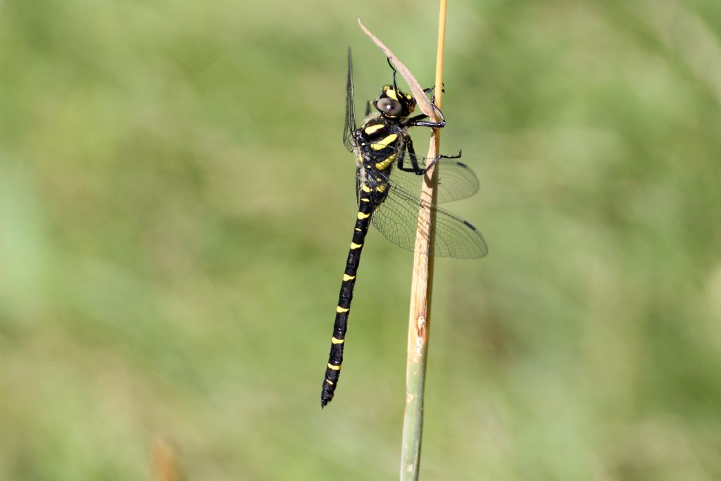 Cordulegaster bidentata?